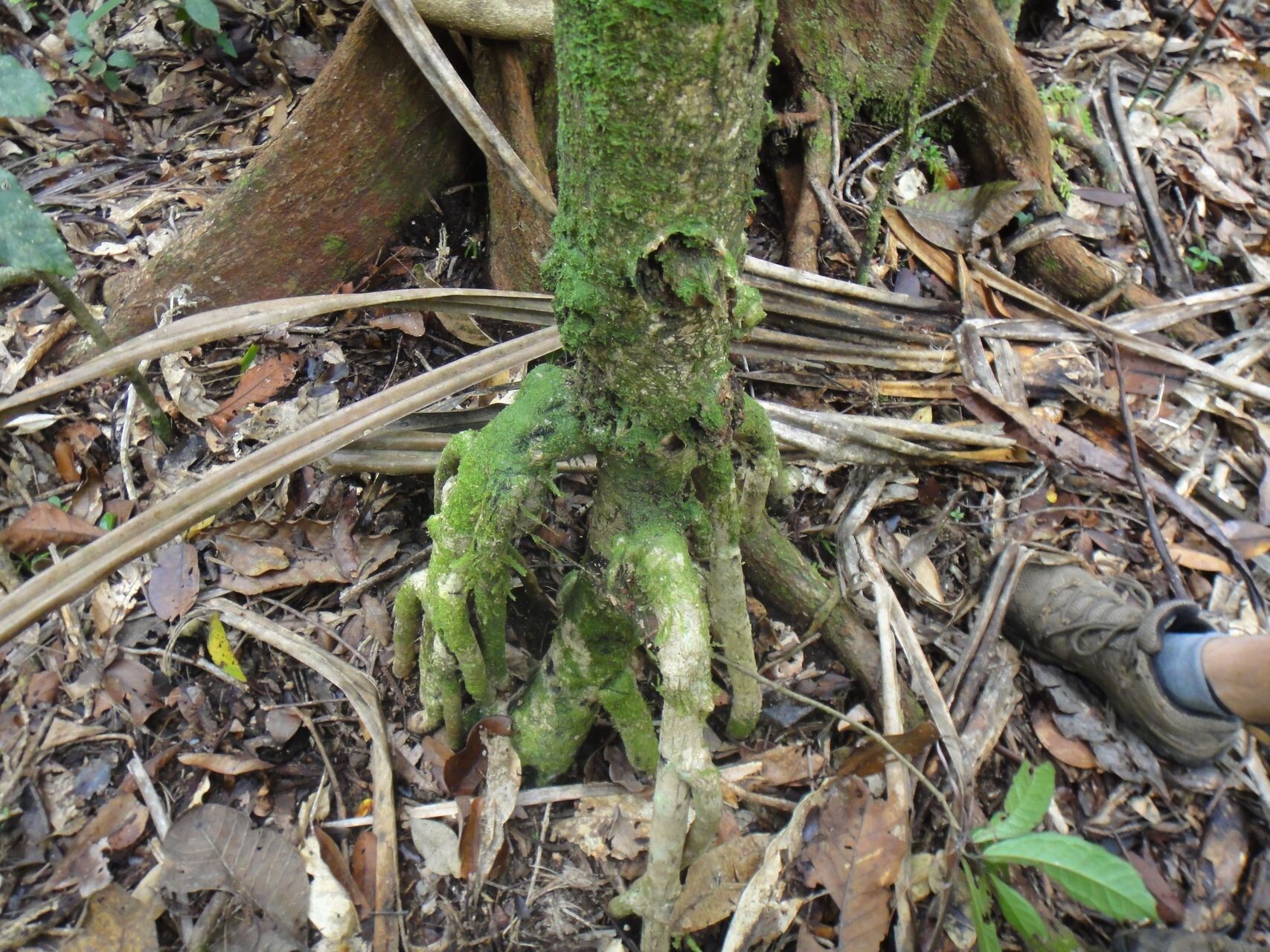 Pandanus balansae bark