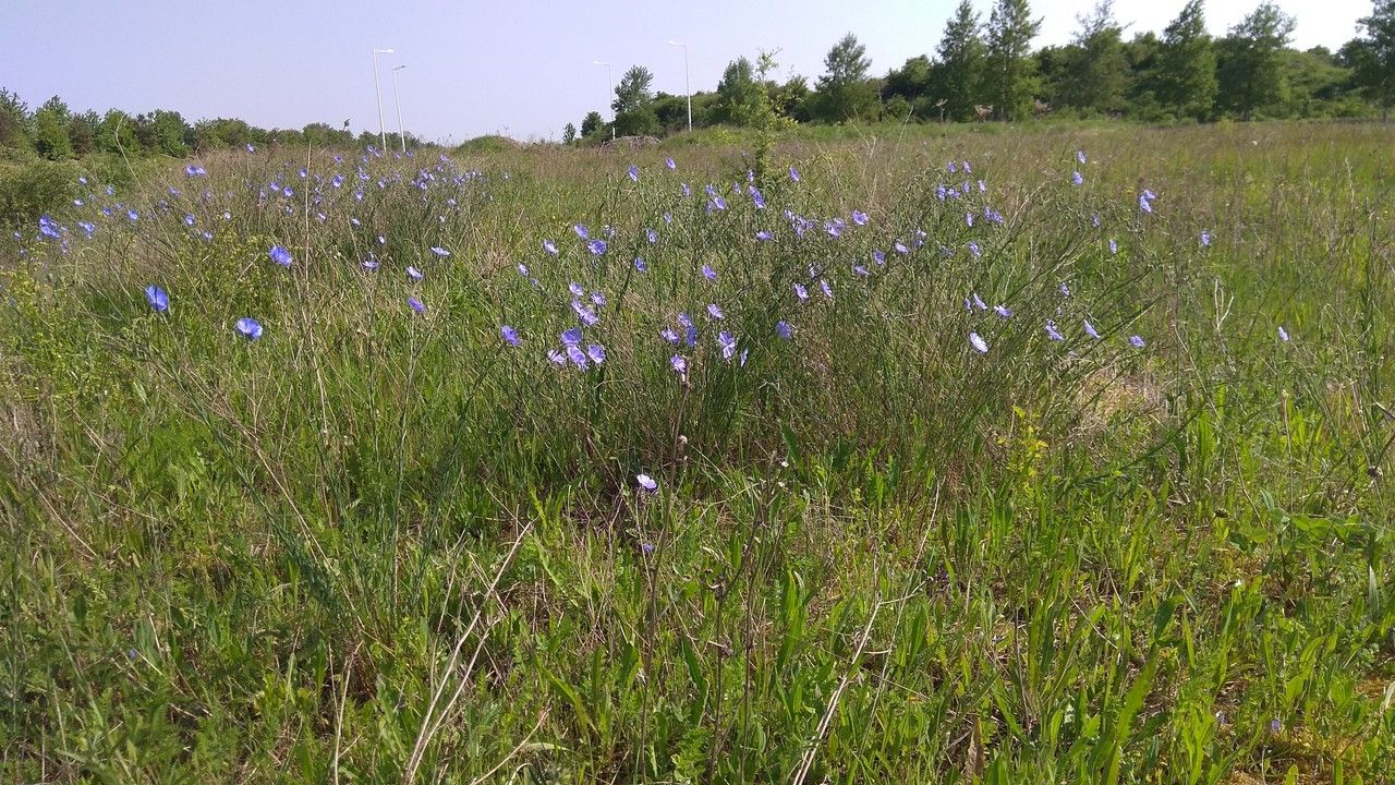 Linum leonii habit