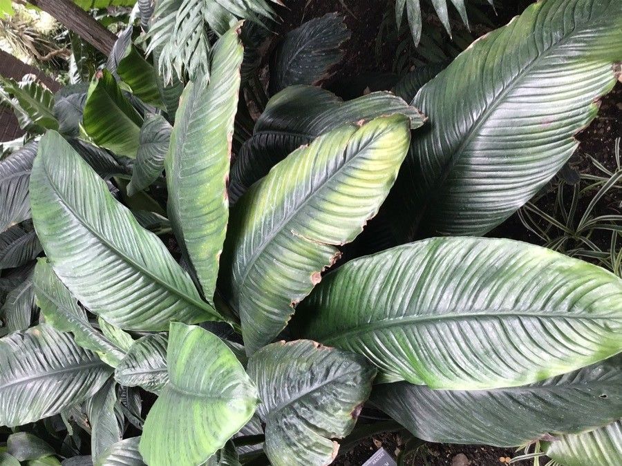 Spathiphyllum commutatum