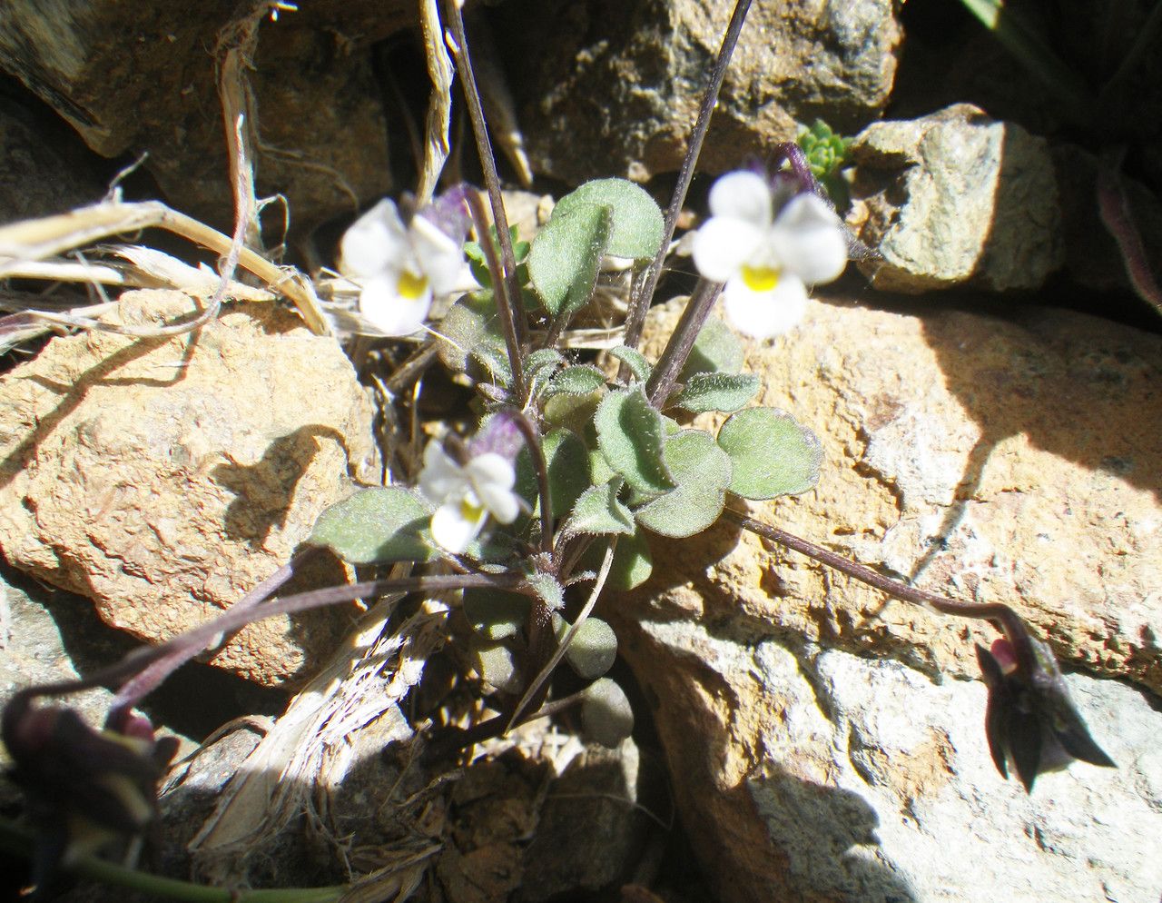 Viola parvula flower
