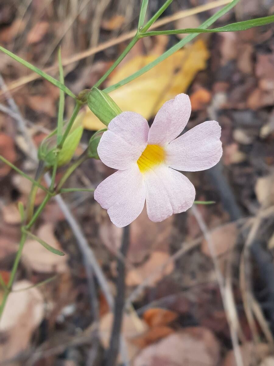 Thunbergia graminifolia flower