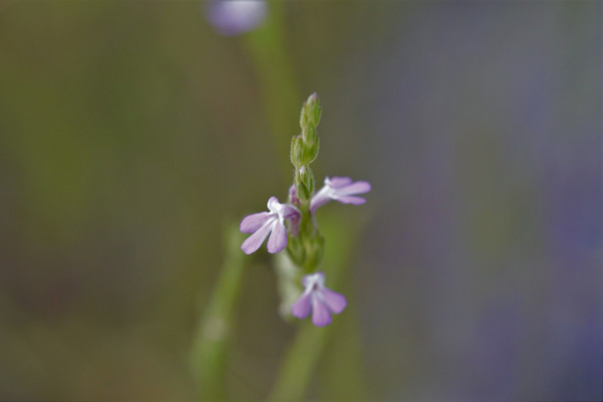 Striga parviflora — houseplant care guide