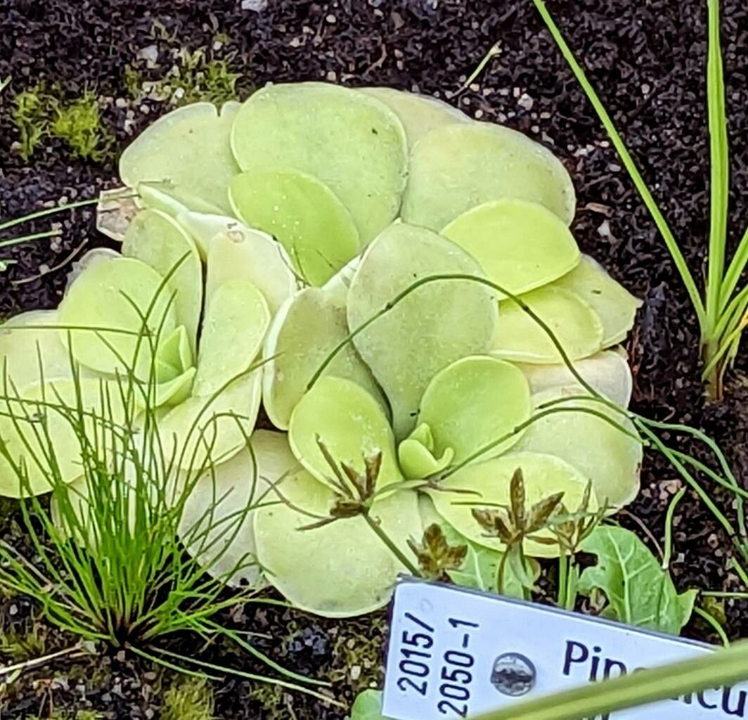 Pinguicula pilosa — houseplant care guide