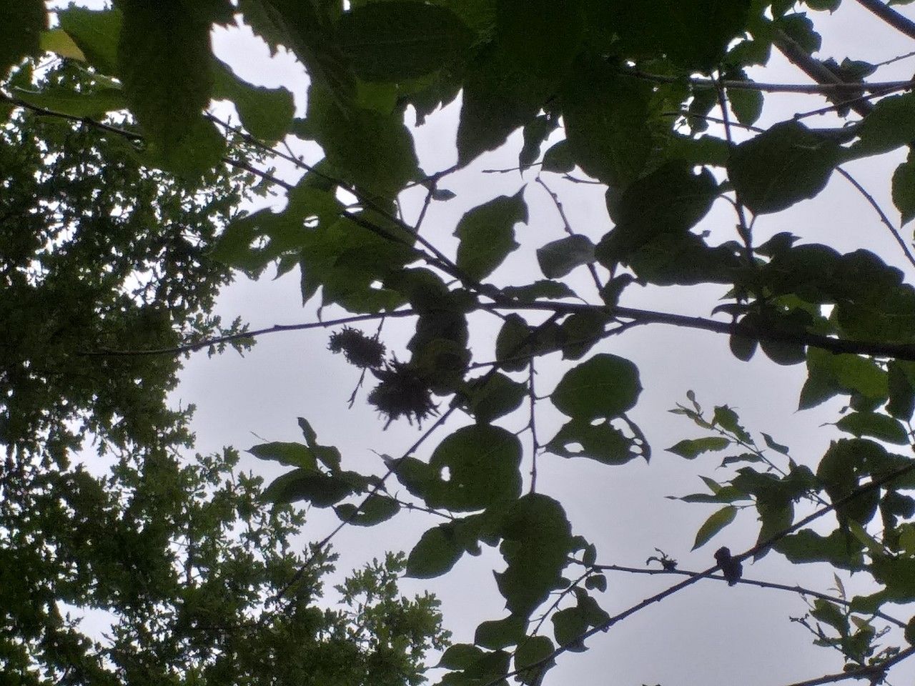 Salix cardiophylla leaf