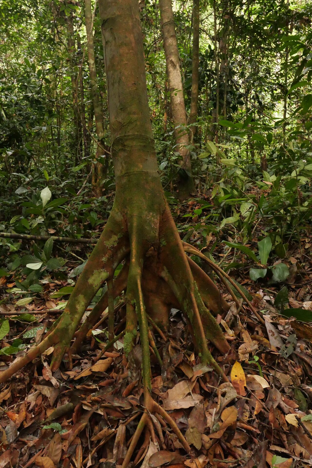 Xylopia globosa bark