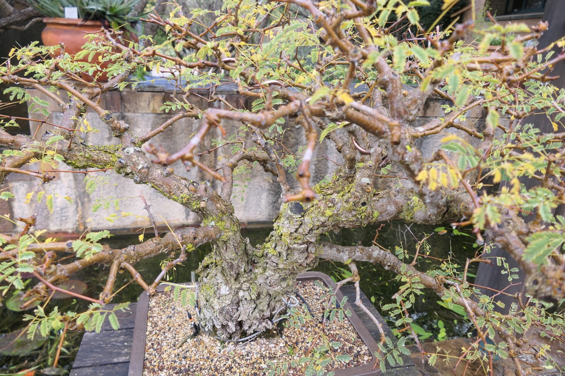 Senegalia galpinii habit