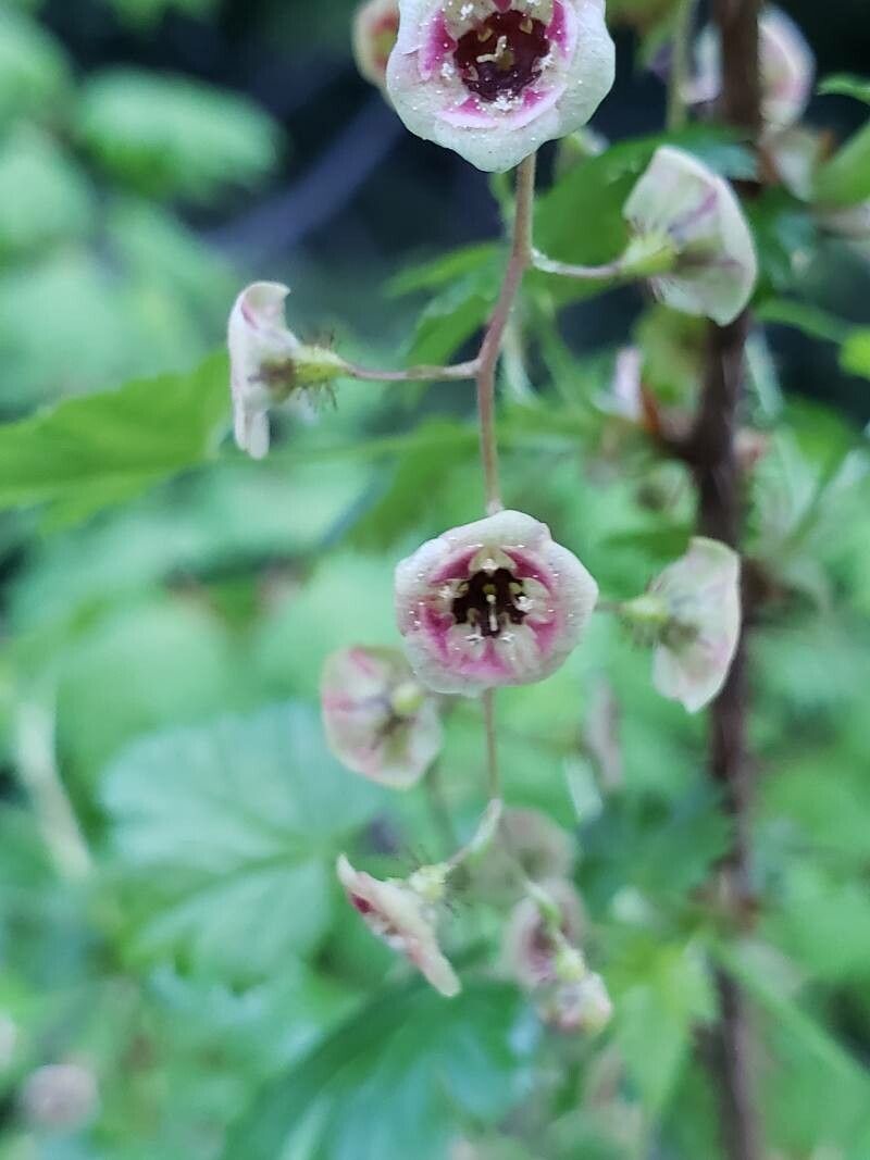 Ribes lacustre flower