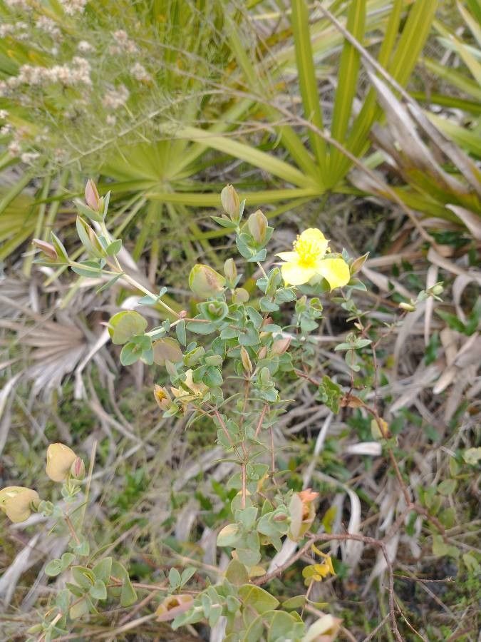 Hypericum tetrapetalum leaf