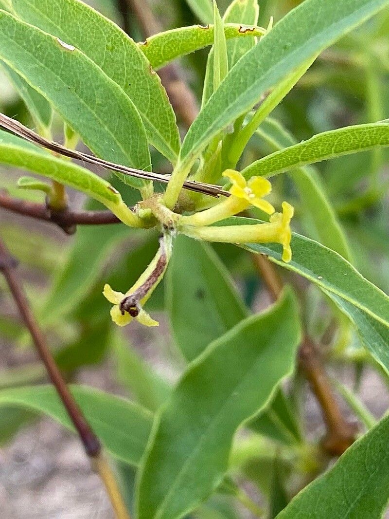 Wikstroemia sandwicensis flower