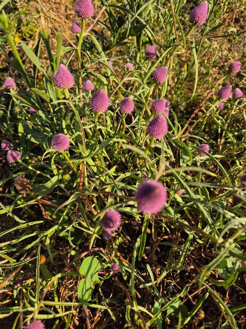 Sphaeranthus kirkii habit