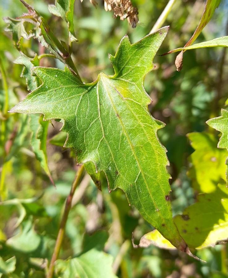 Mikania cynanchifolia leaf