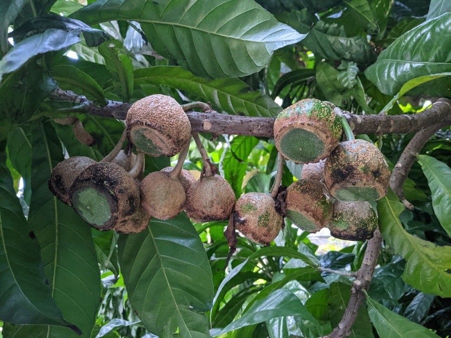 Gustavia superba fruit
