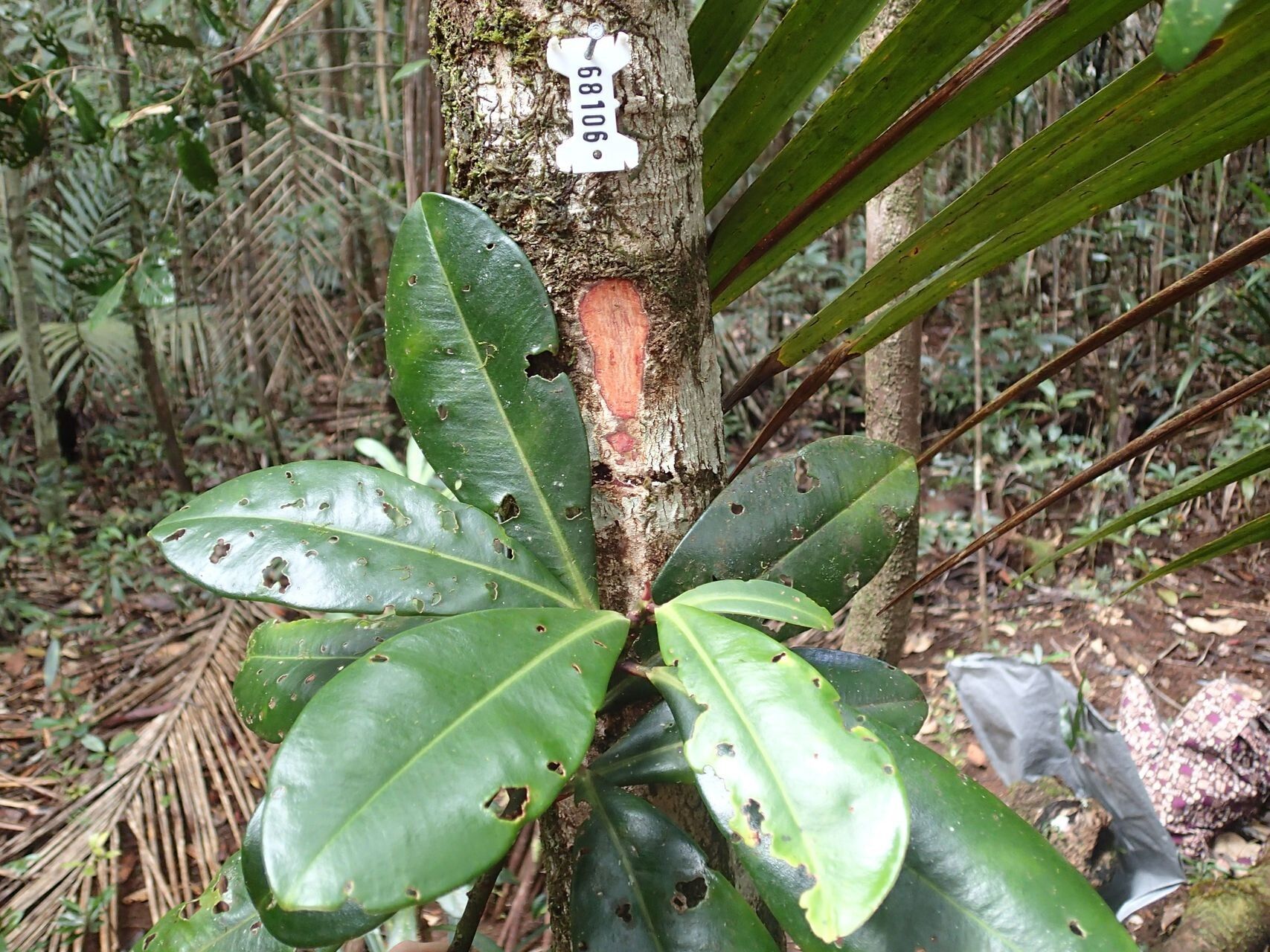 Myrsine lanceolata — houseplant care guide