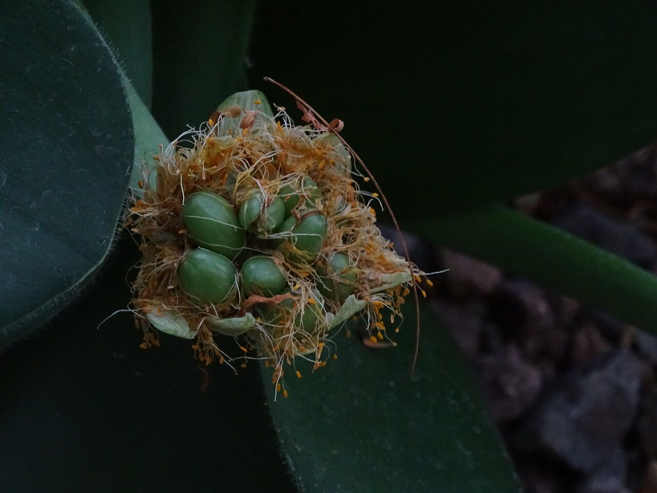 Haemanthus albiflos fruit