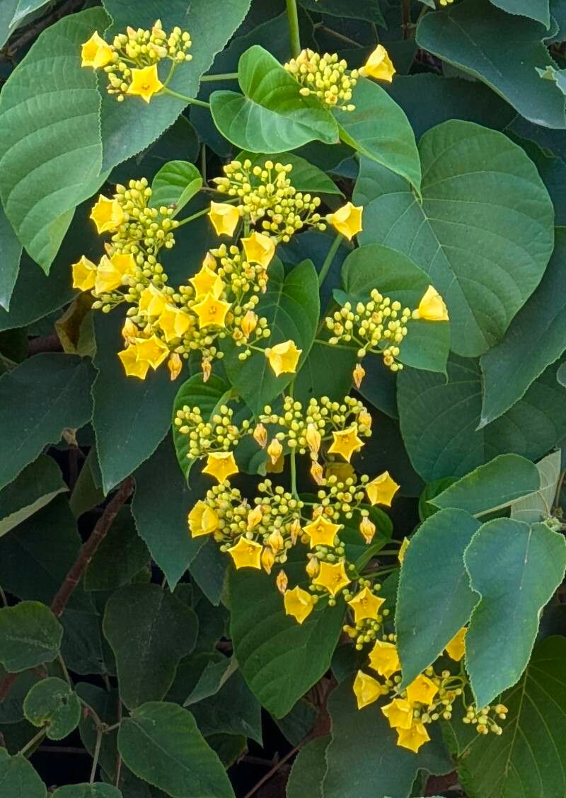 Decalobanthus boisianus flower