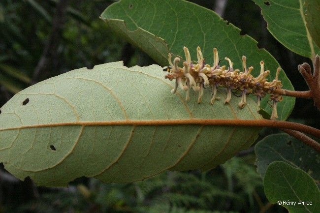 Kermadecia pronyensis — search result for 'Proteaceae'