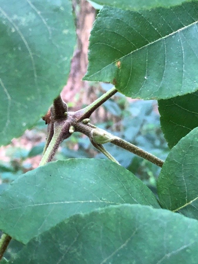 Carya tomentosa fruit
