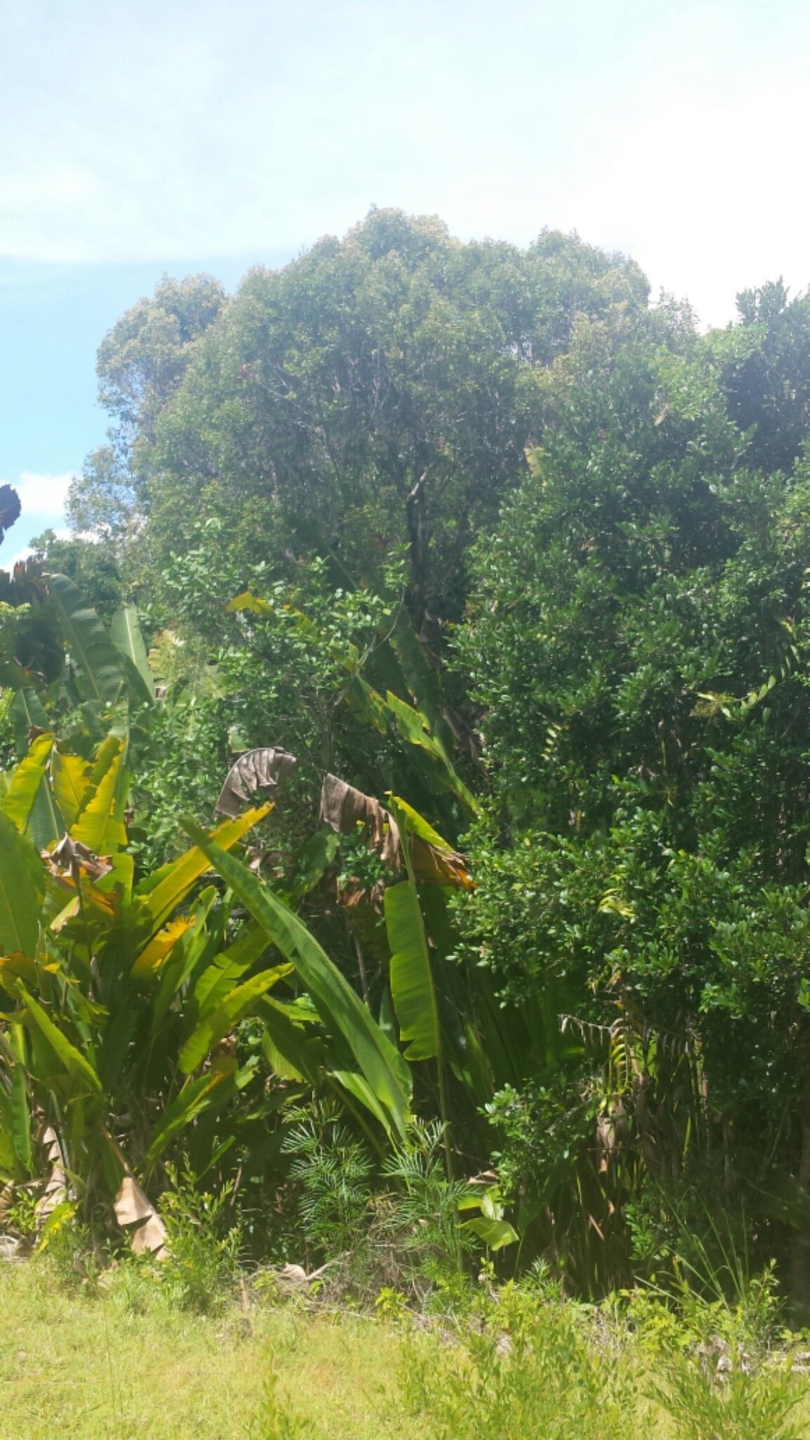 Leptolaena raymondii habit