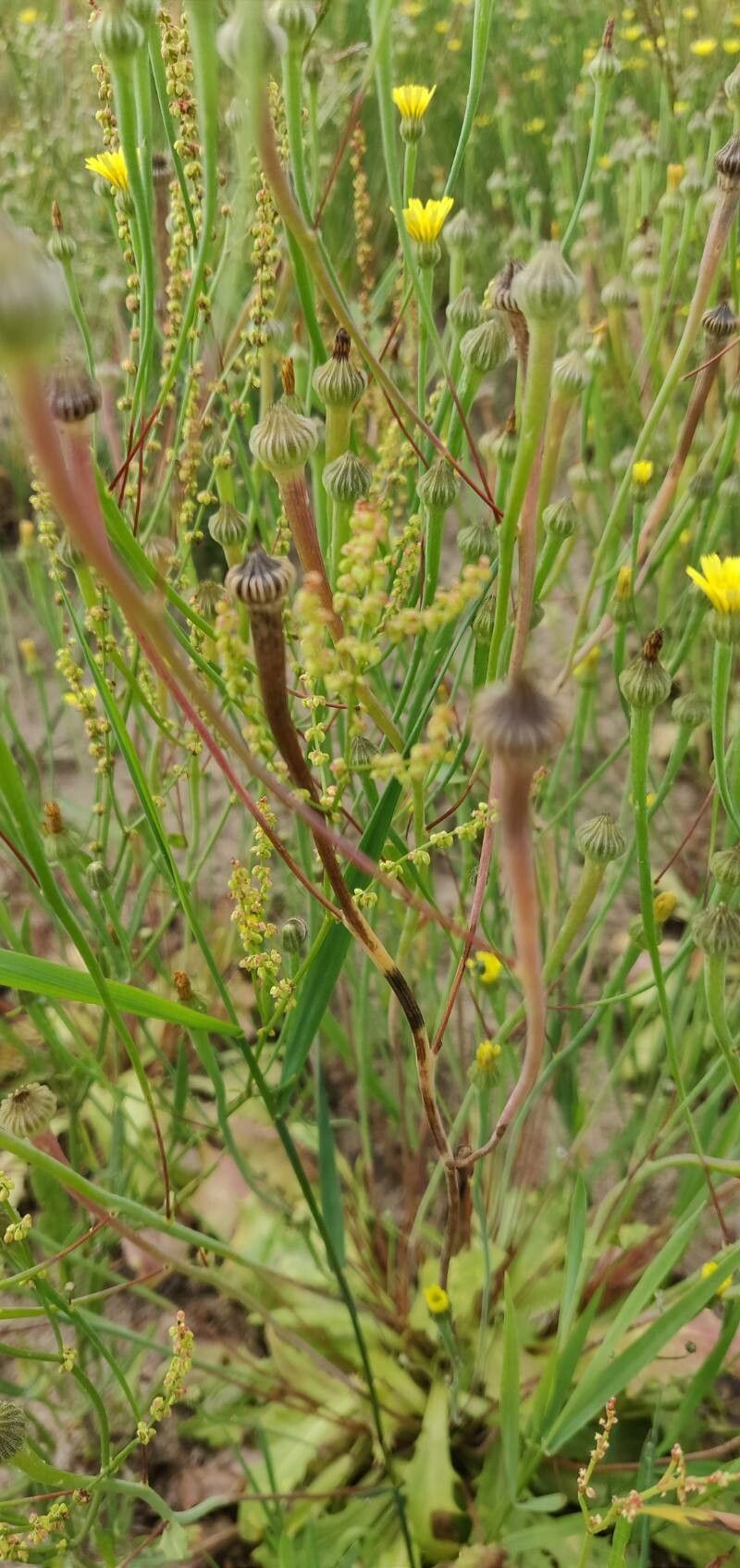 Arnoseris minima fruit