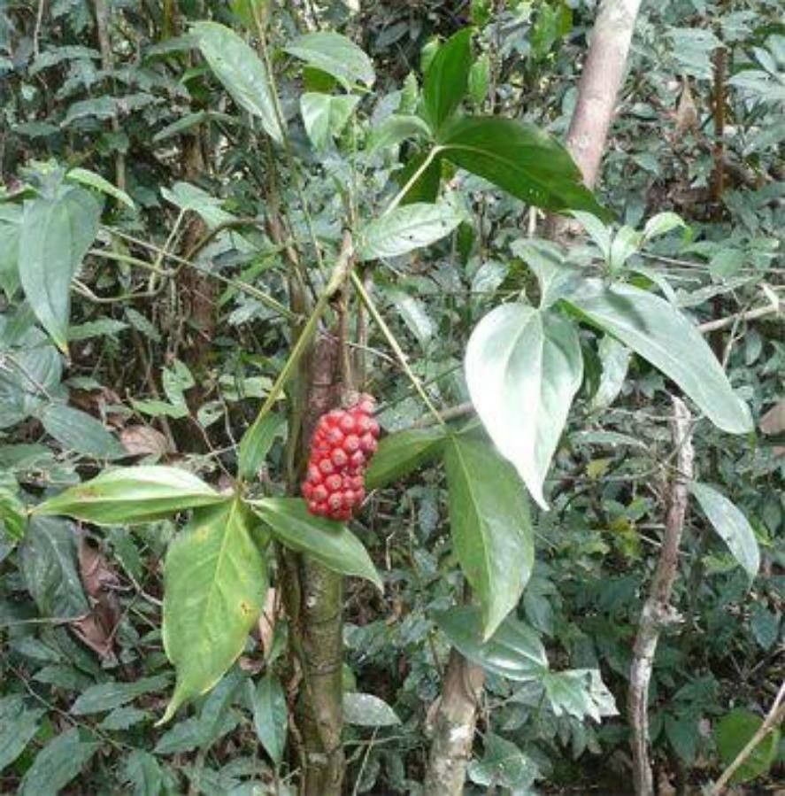 Cercestis afzelii fruit