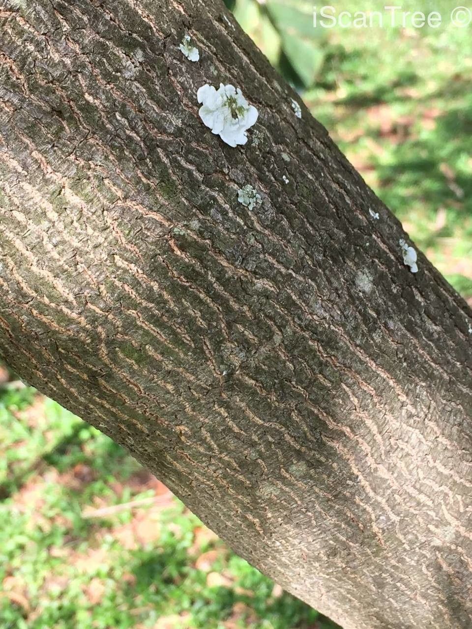 Virgilia oroboides bark