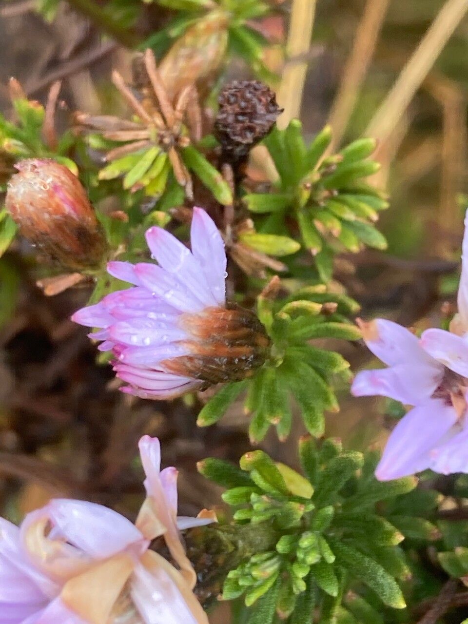 Diplostephium glandulosum leaf