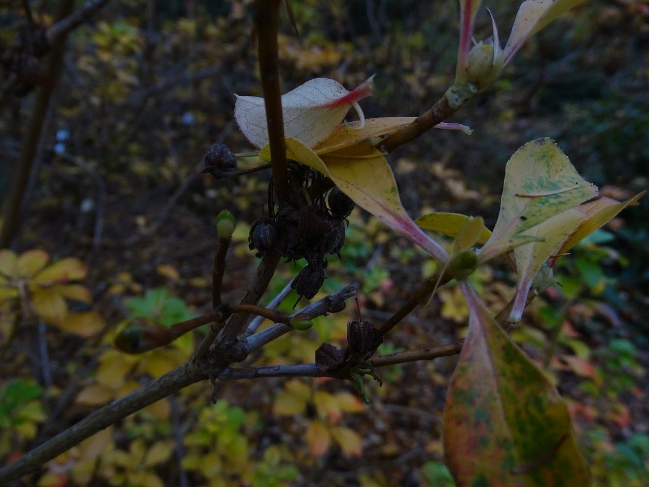 Enkianthus campanulatus fruit