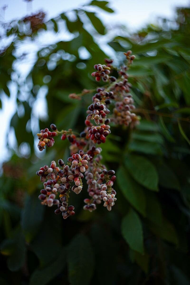 Lepisanthes rubiginosa fruit