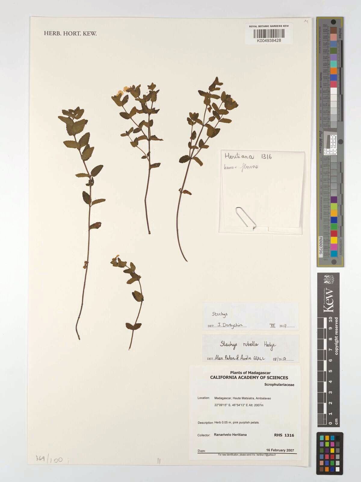 Stachys rubella — search result for 'Stachys'