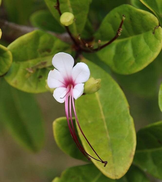 Clerodendrum aucubifolium — related species from the same genus