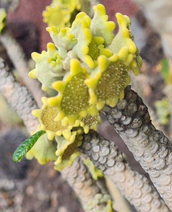 Dorstenia gigas flower