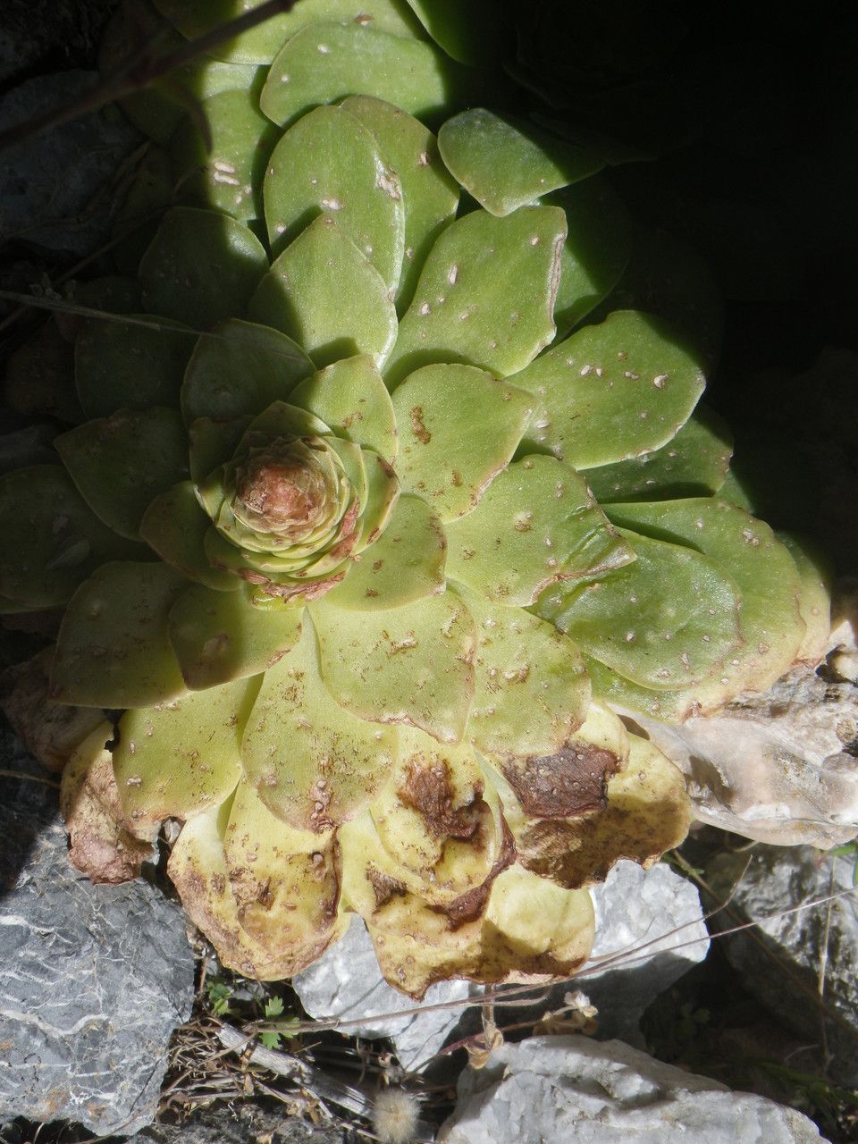 Sedum lampusae habit