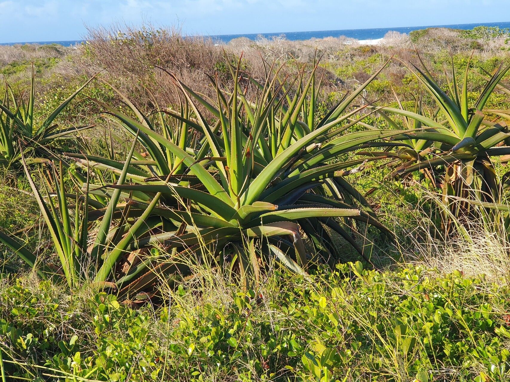Aloe peyrierasii — houseplant care guide