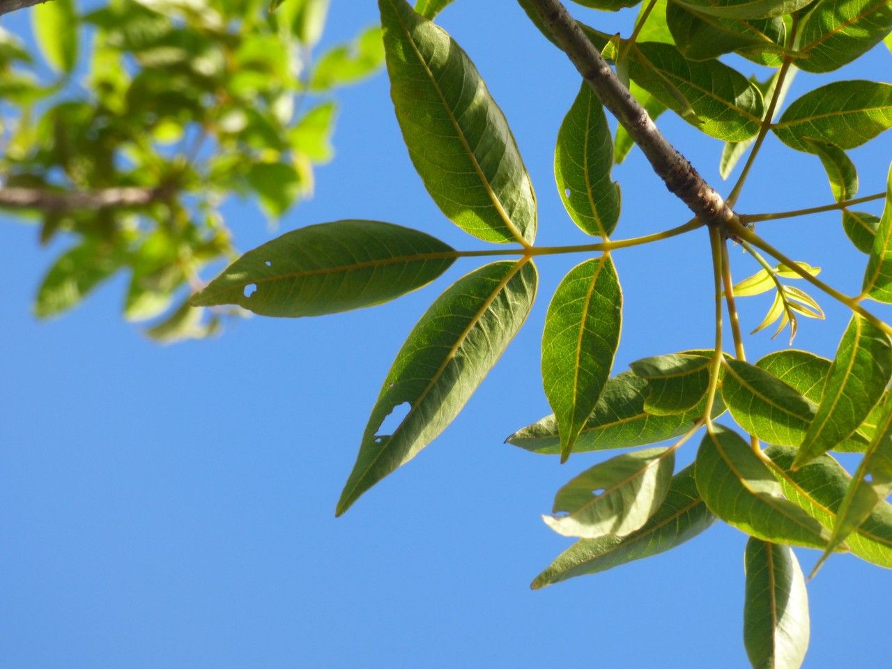 Poupartia borbonica leaf