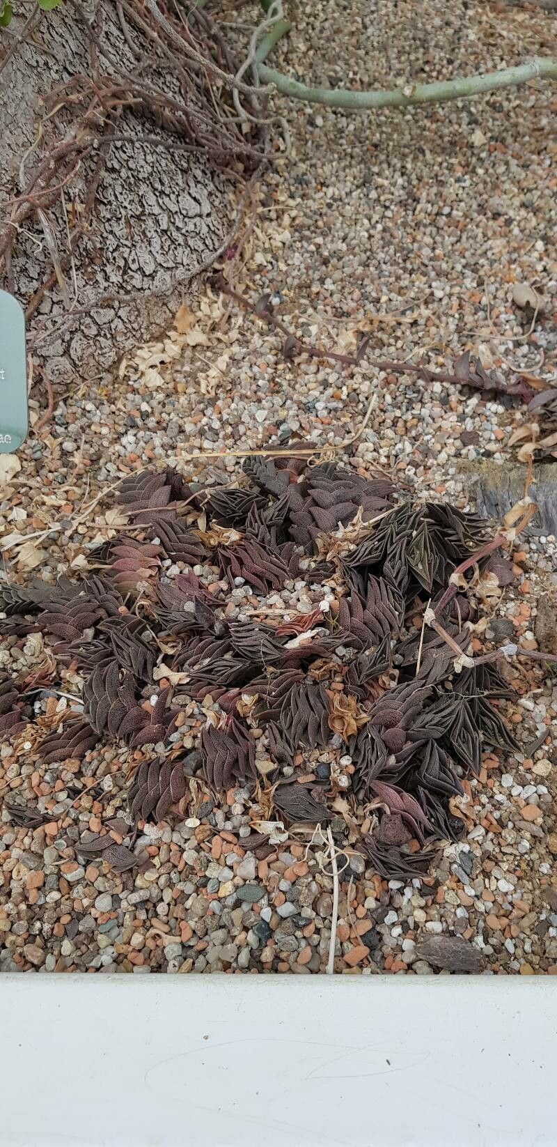 Callisia navicularis habit