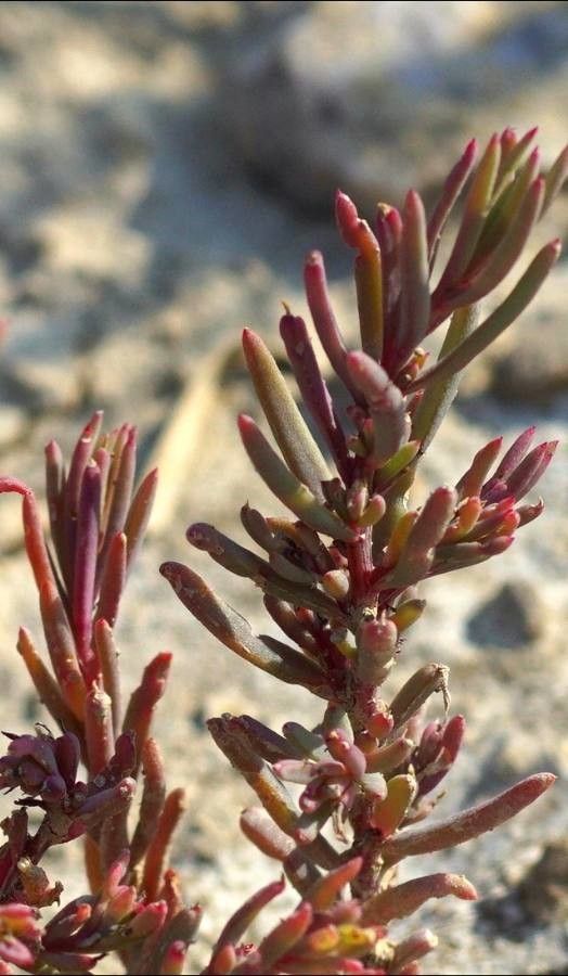 Suaeda spicata — search result for 'Suaeda'