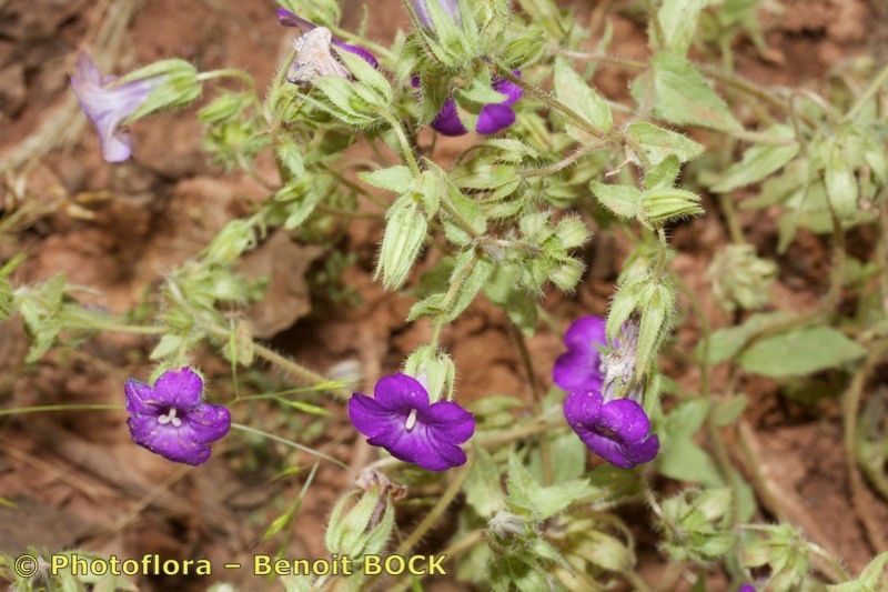 Campanula afra other