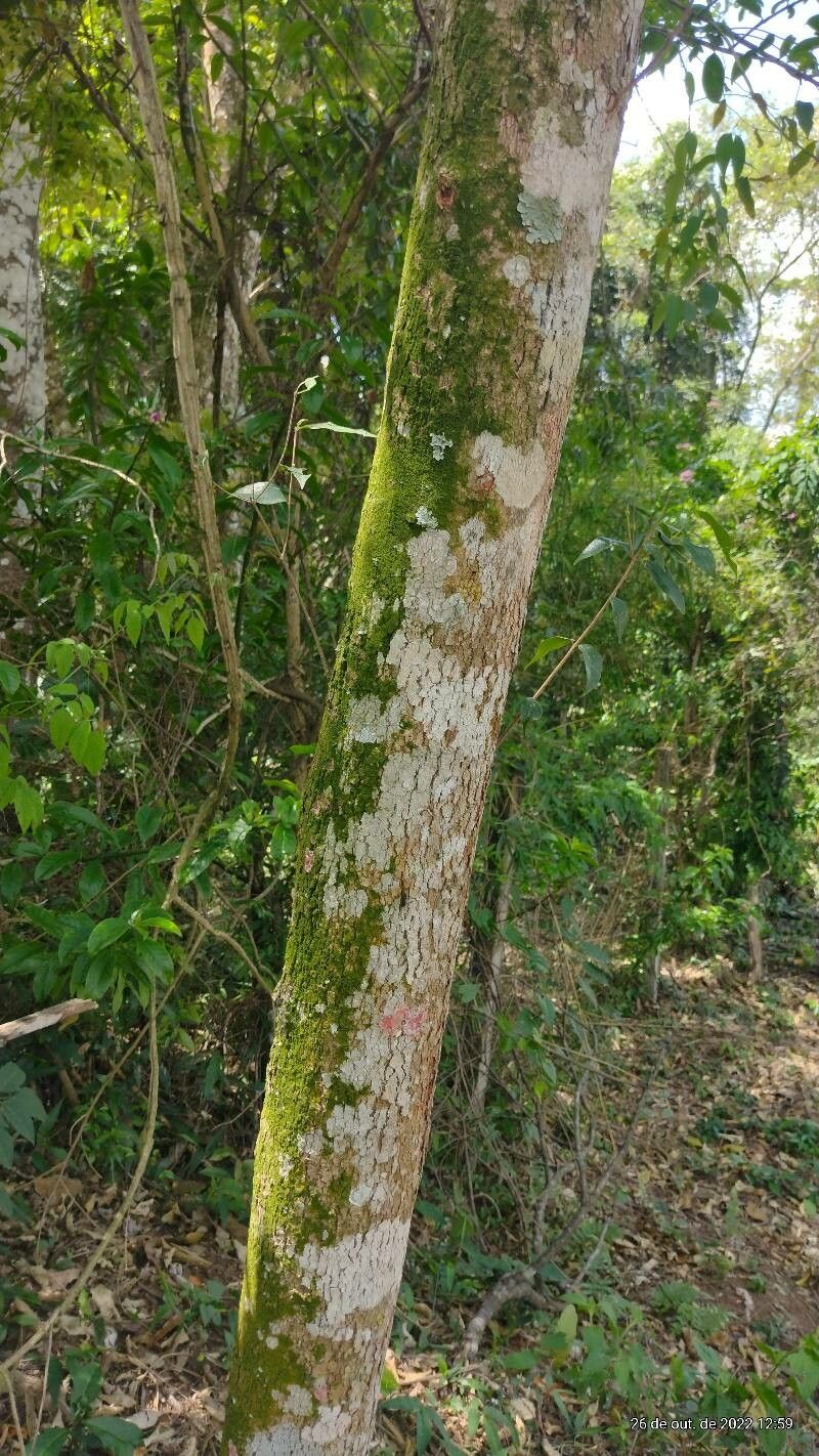 Anisoptera scaphula — search result for 'Laos'