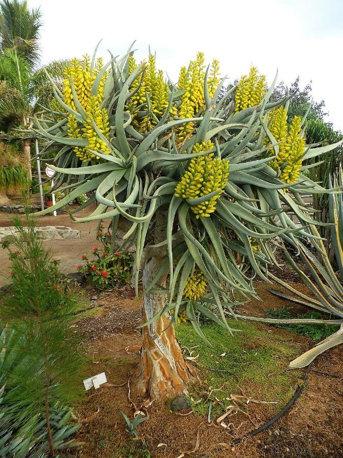 Aloe dichotoma flower