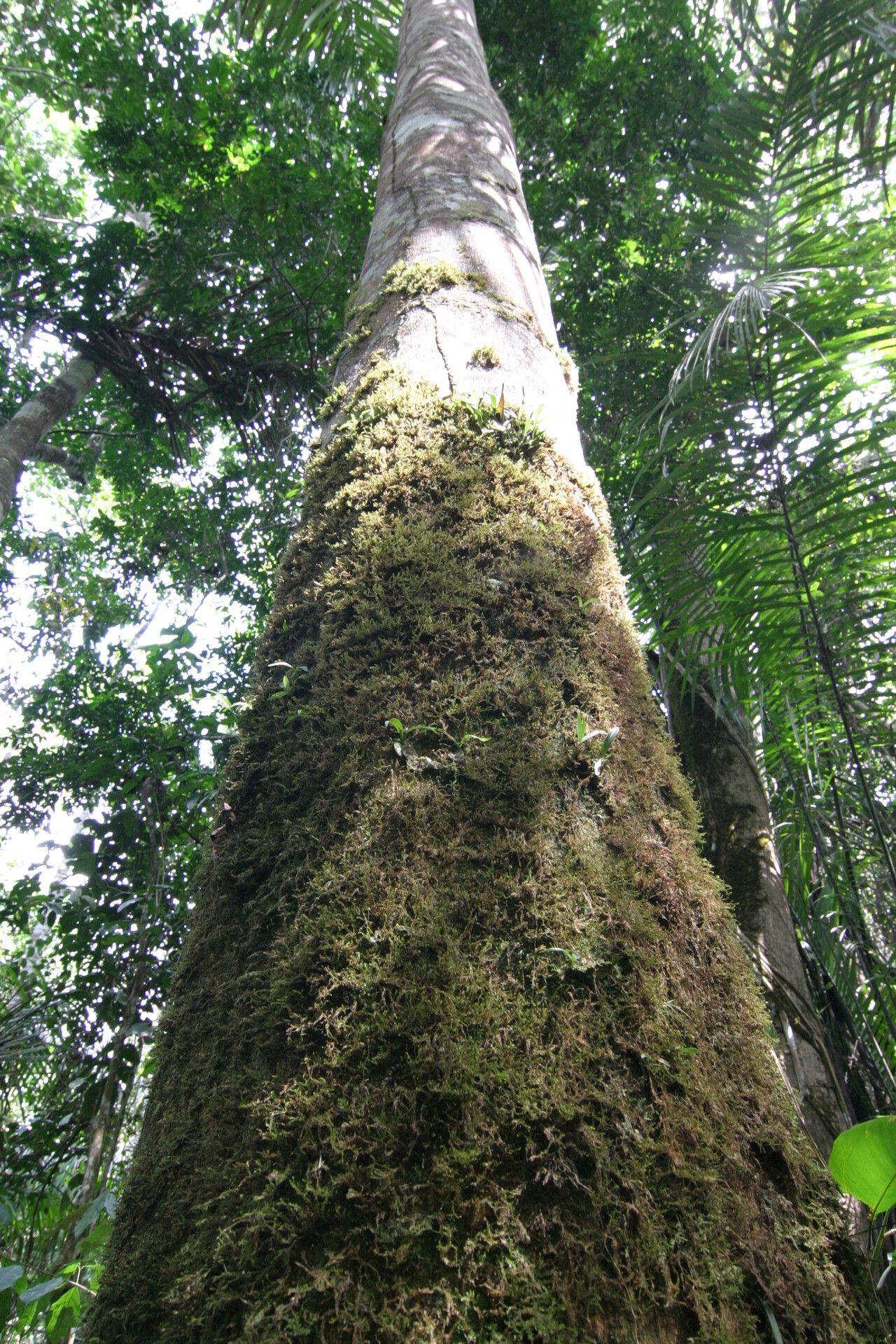 Pycnanthus marchalianus habit