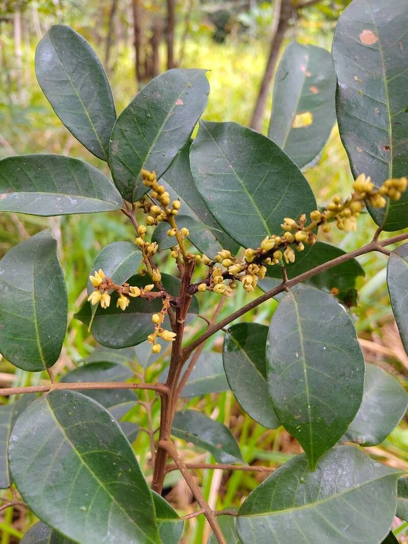 Pachylobus klaineanus flower