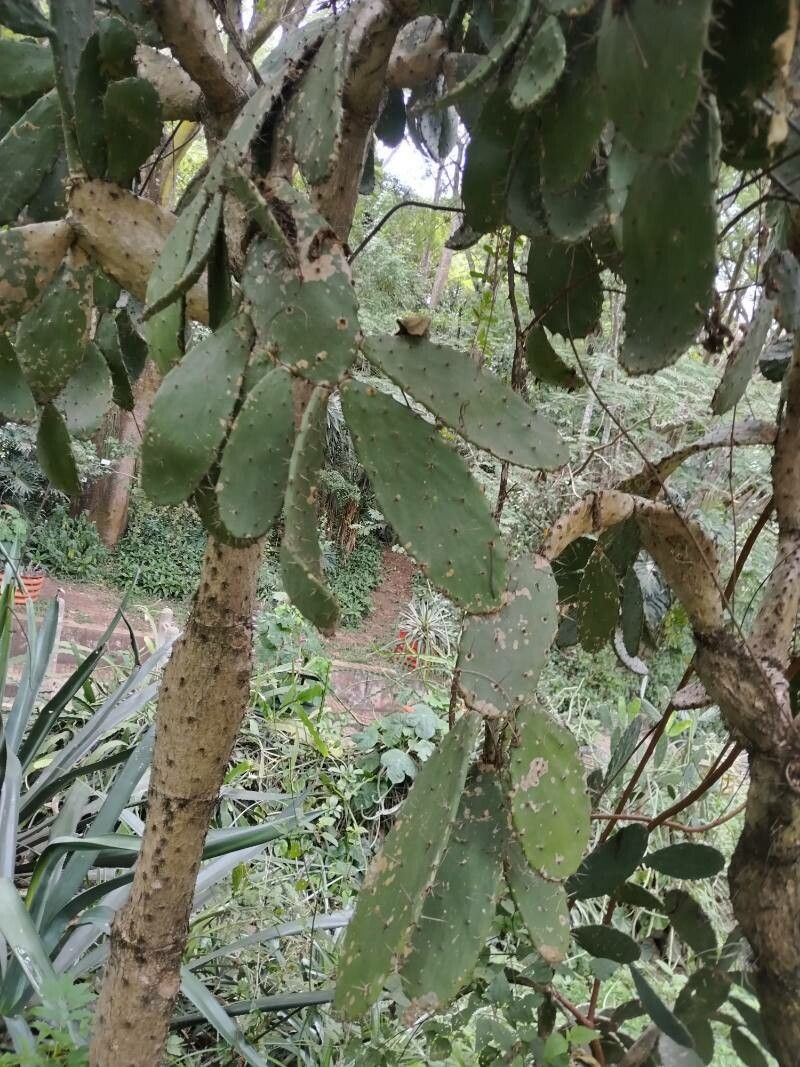 Opuntia hondurensis bark