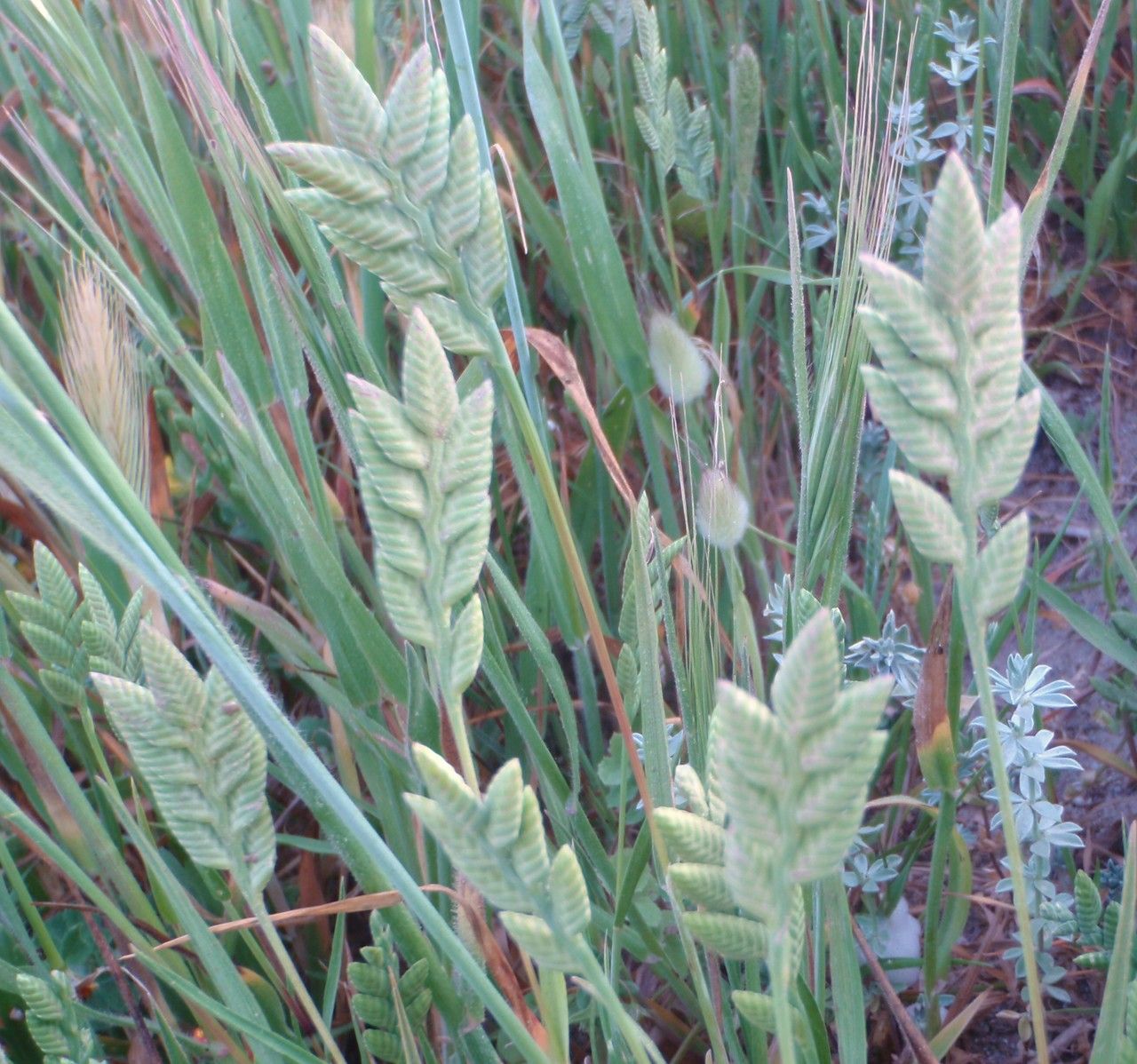 Catapodium siculum — related species from the same genus