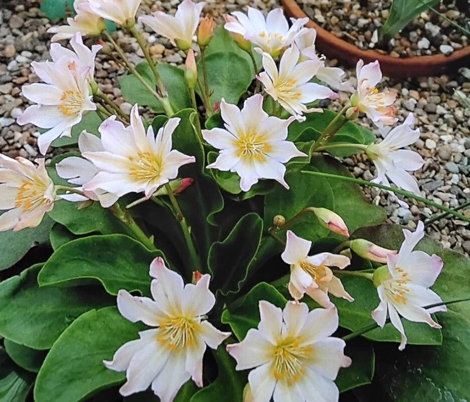 Lewisiopsis tweedyi habit