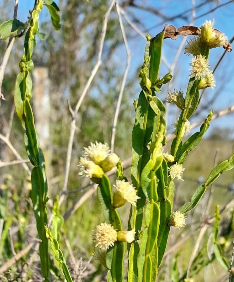 Baccharis trimera flower
