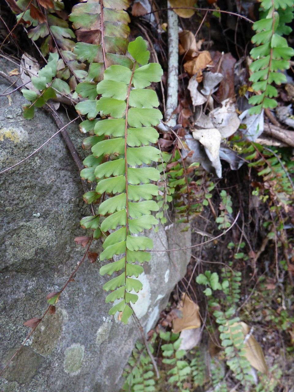 Adiantum rhizophorum leaf