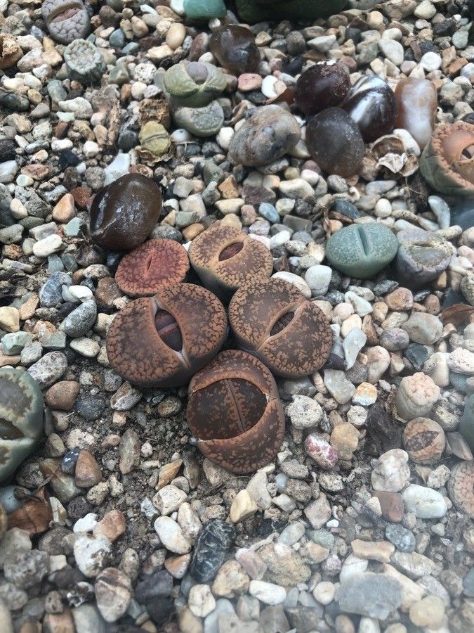 Lithops spp. — search result for 'Lithops'
