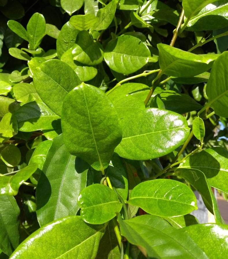 Pentalinon luteum — search result for 'Apocynaceae'