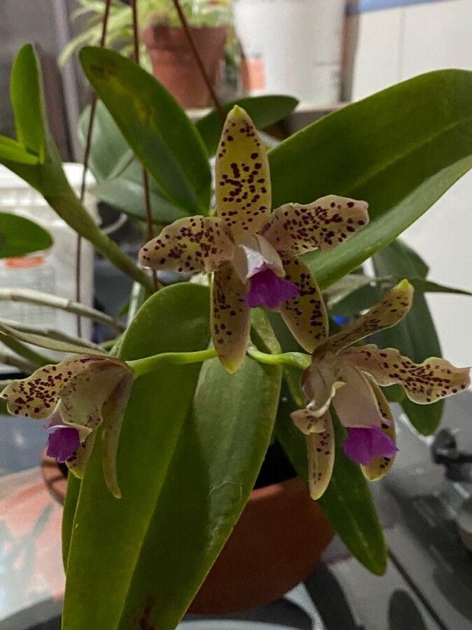 Cattleya guttata flower