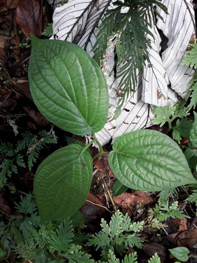 Clidemia umbrosa — search result for 'Clidemia'